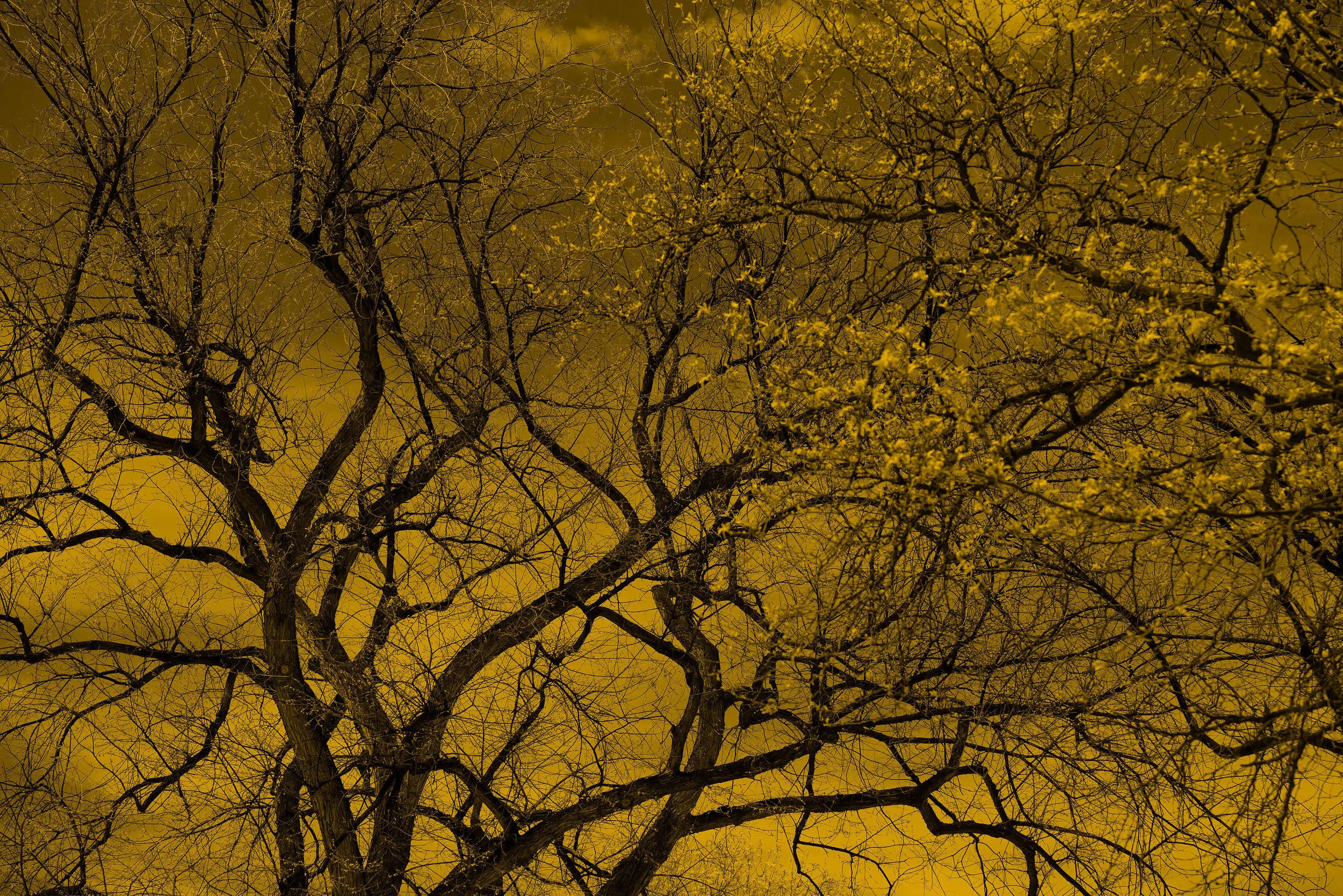 160506_Tree-Canopy-DSC0969.jpg