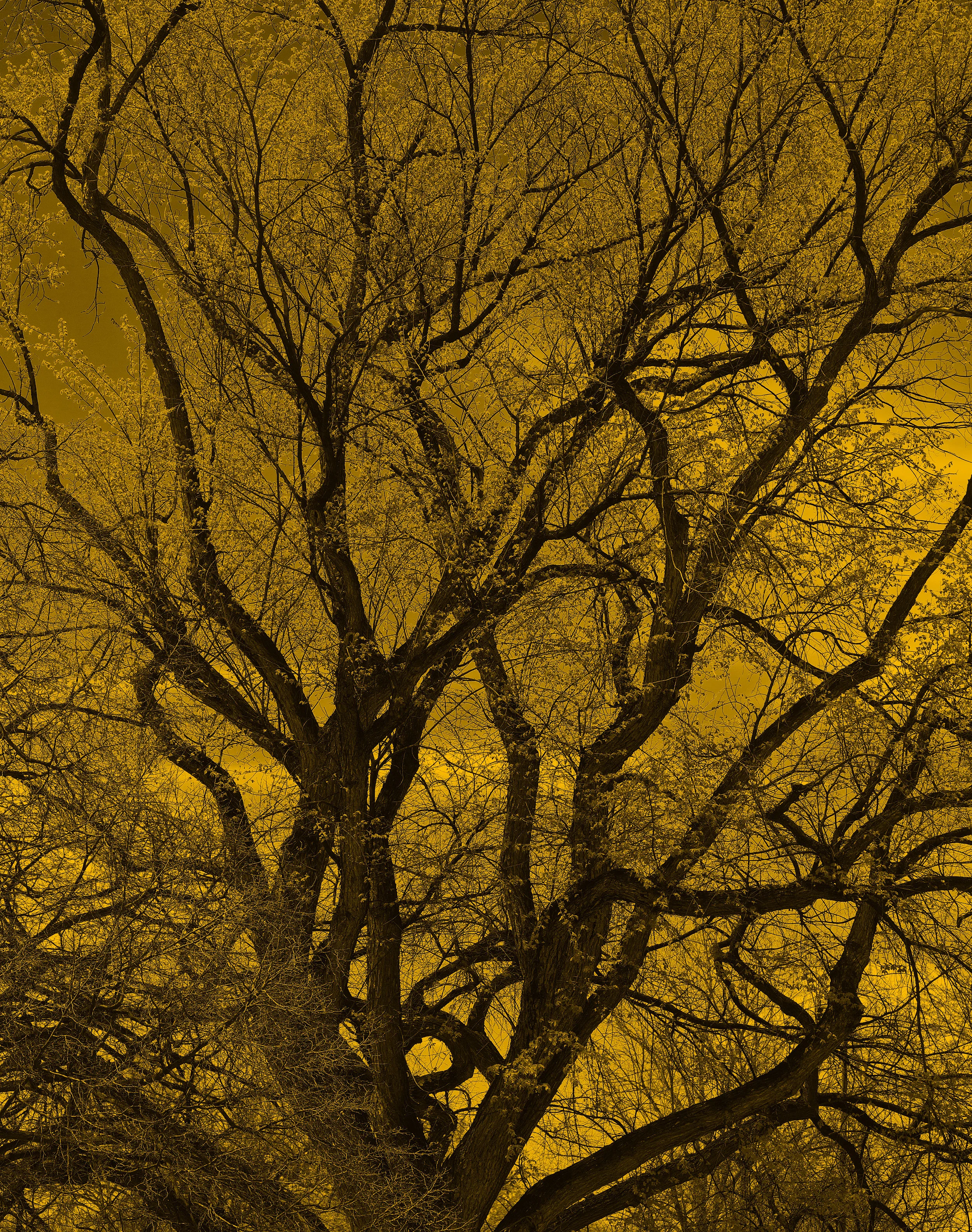 160506-Wash-Park-Tree-2_DSC0992.jpg