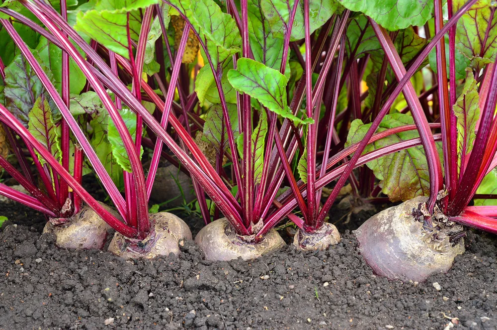 growing red beets in your summer garden.jpg