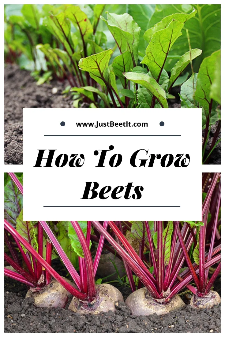 How to Grow Beets in Your Garden — Just Beet It