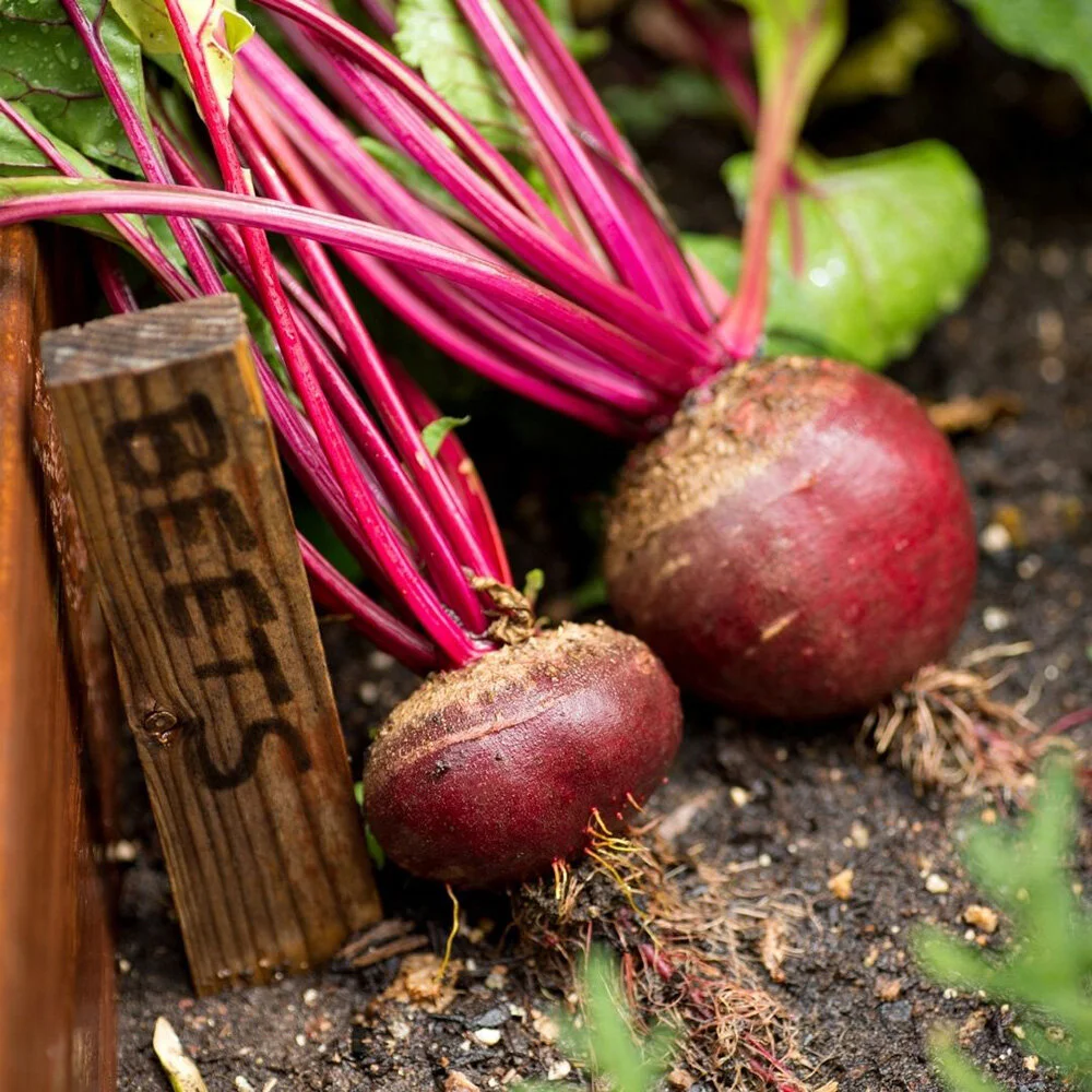 What Is The History Of Beets? : Proven Health Benefits of Beets Based ...