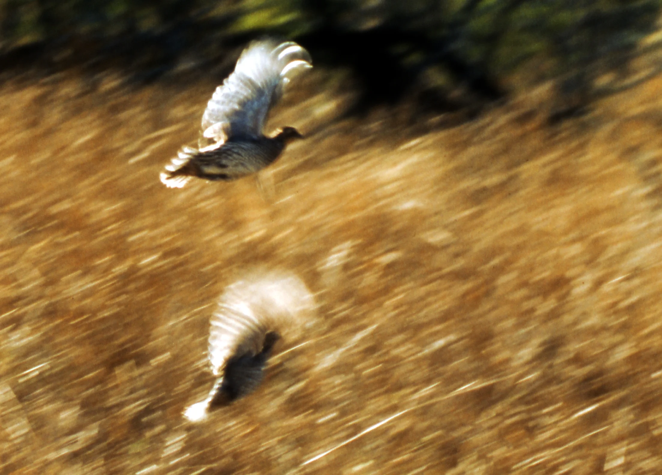 fowl026.jpg
