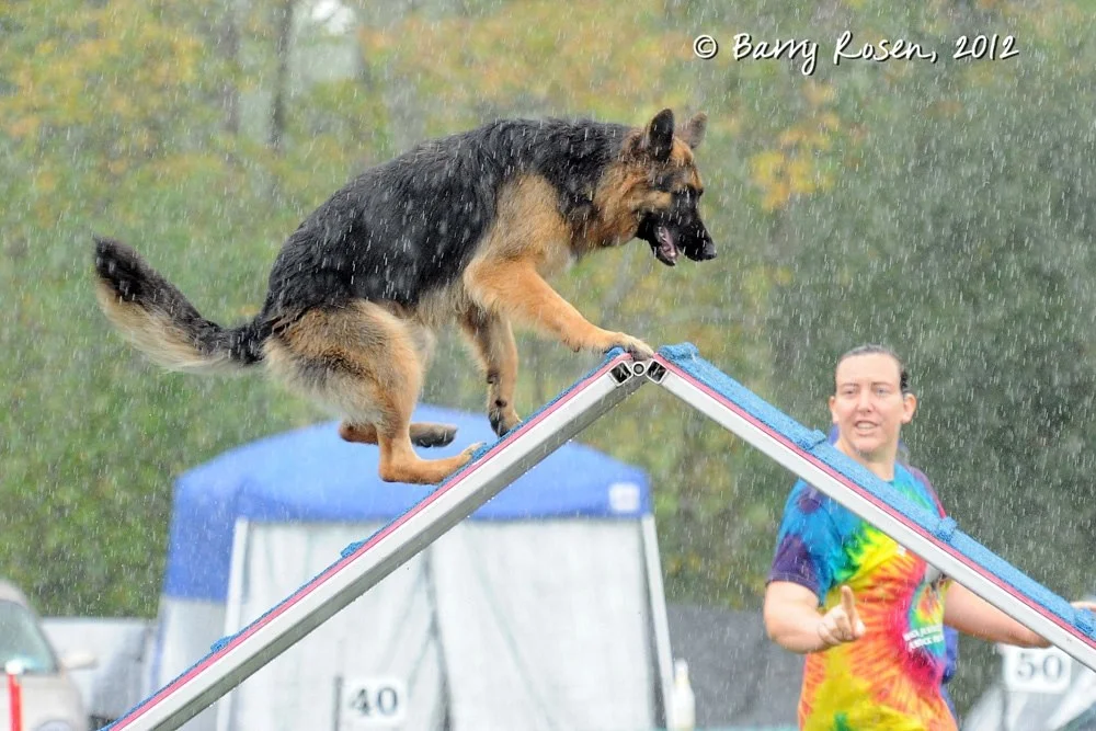 Toluca Agility.jpg