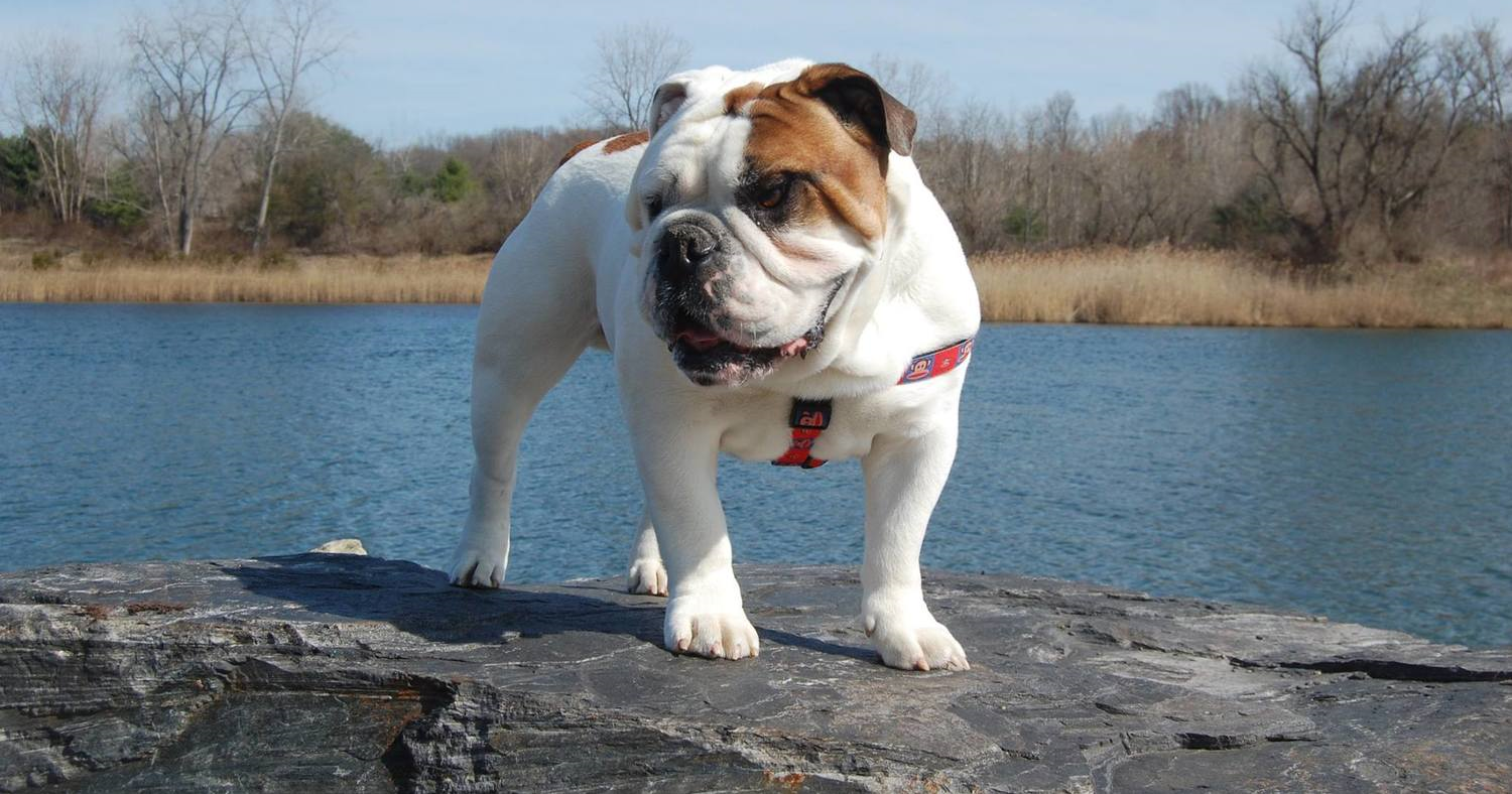 Ocho the English Bulldog with Dog / Dog issues