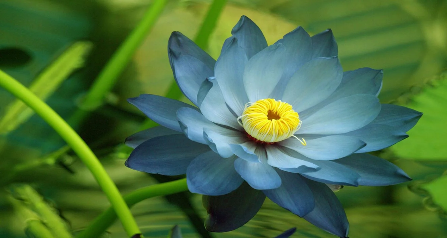 LotusEnlightenment-Counselling-helps-us-live-a-happier-life.jpg