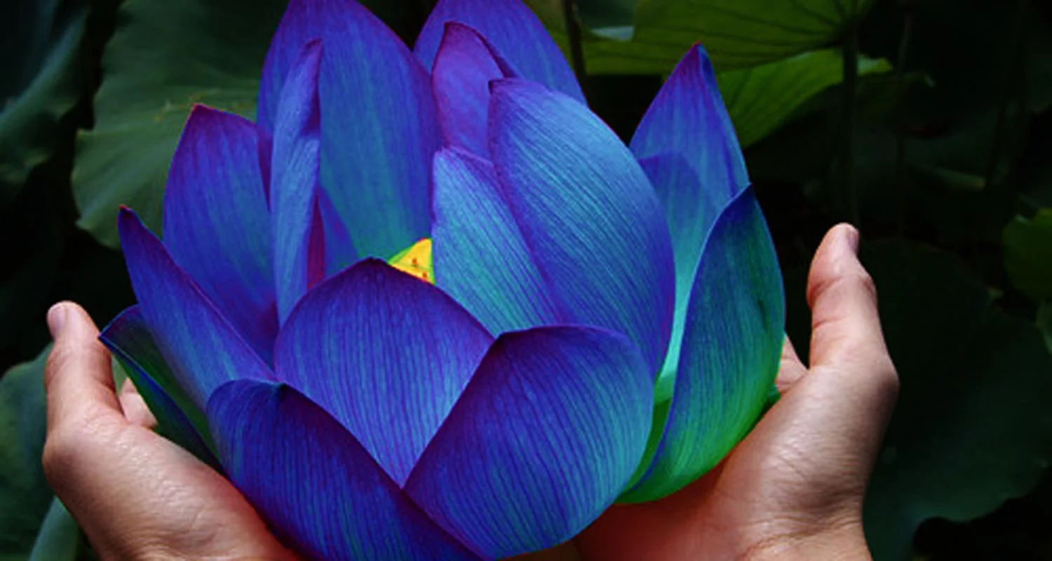 LotusEnlightenment-Counselling-for-selfunderstanding-and-freedom-from-pain.jpg