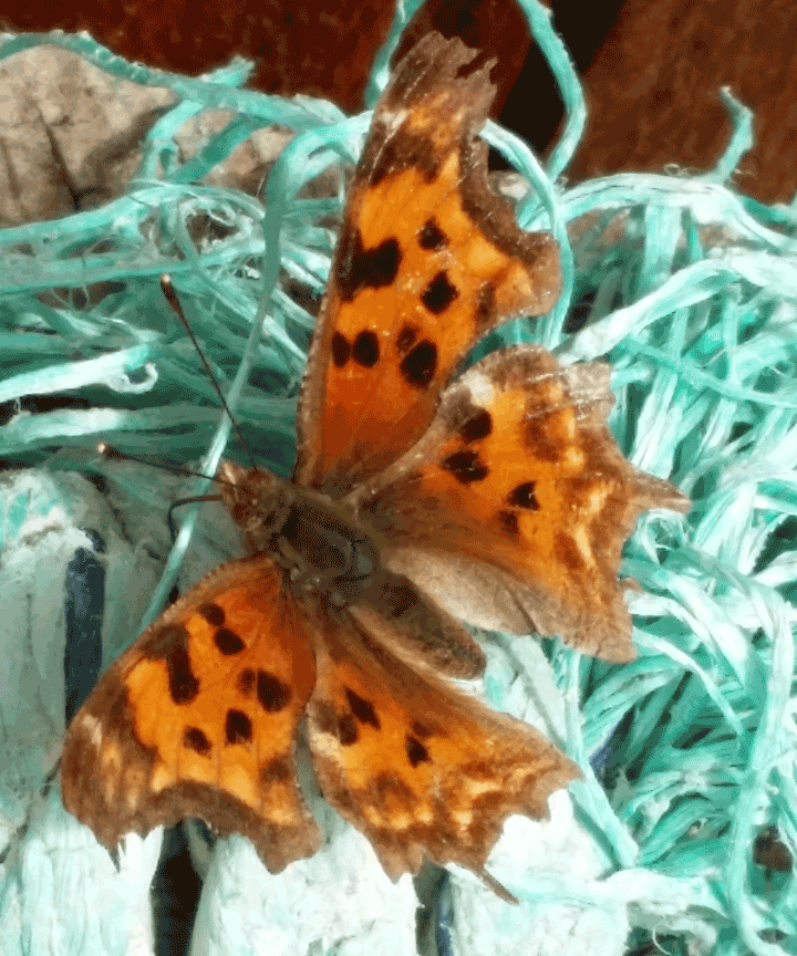 Brown-Butterfly - Counselling-helps-transform-us.png
