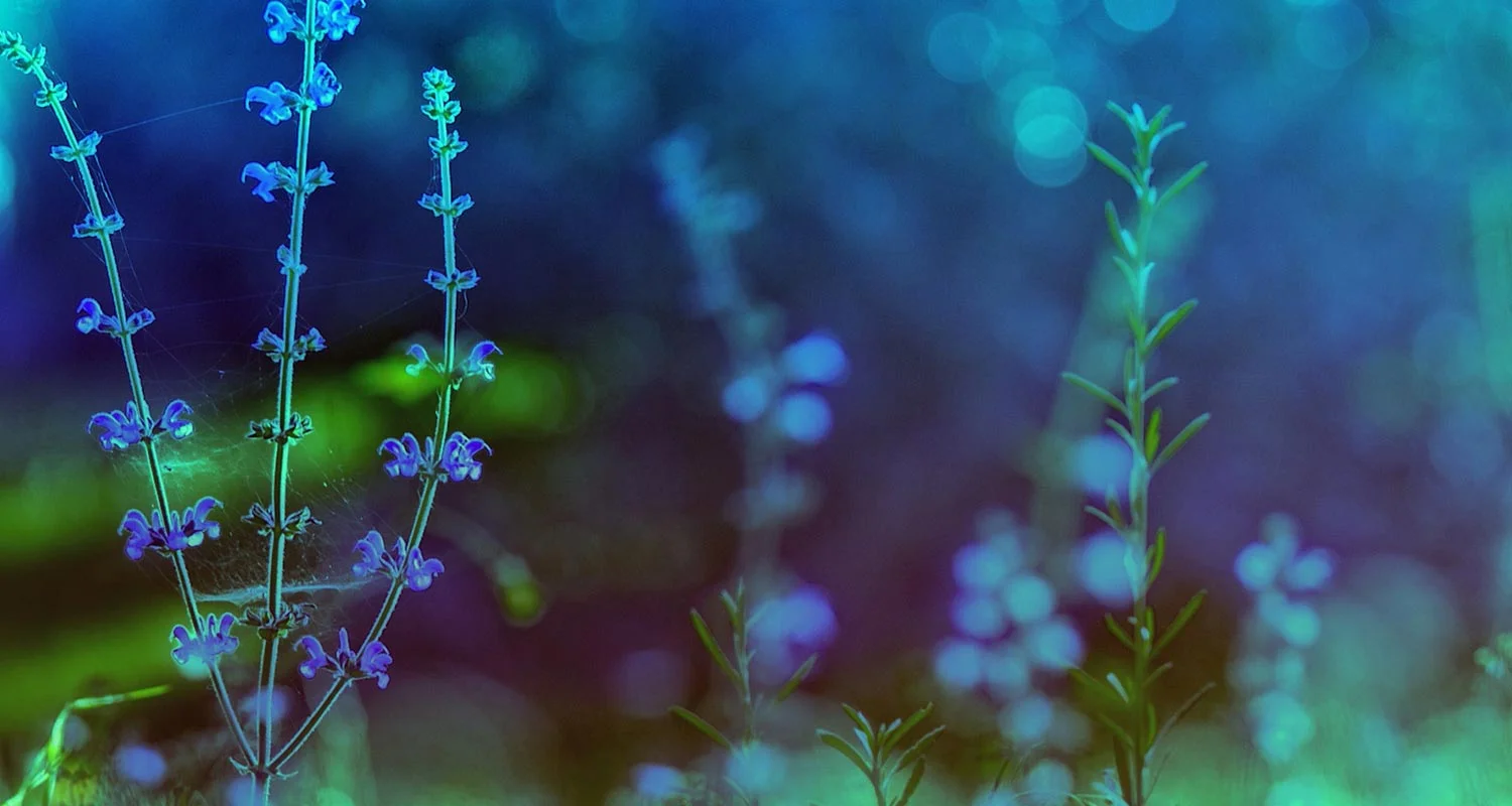 Lavender and Counselling can help depression anxiety and insomnia.jpg