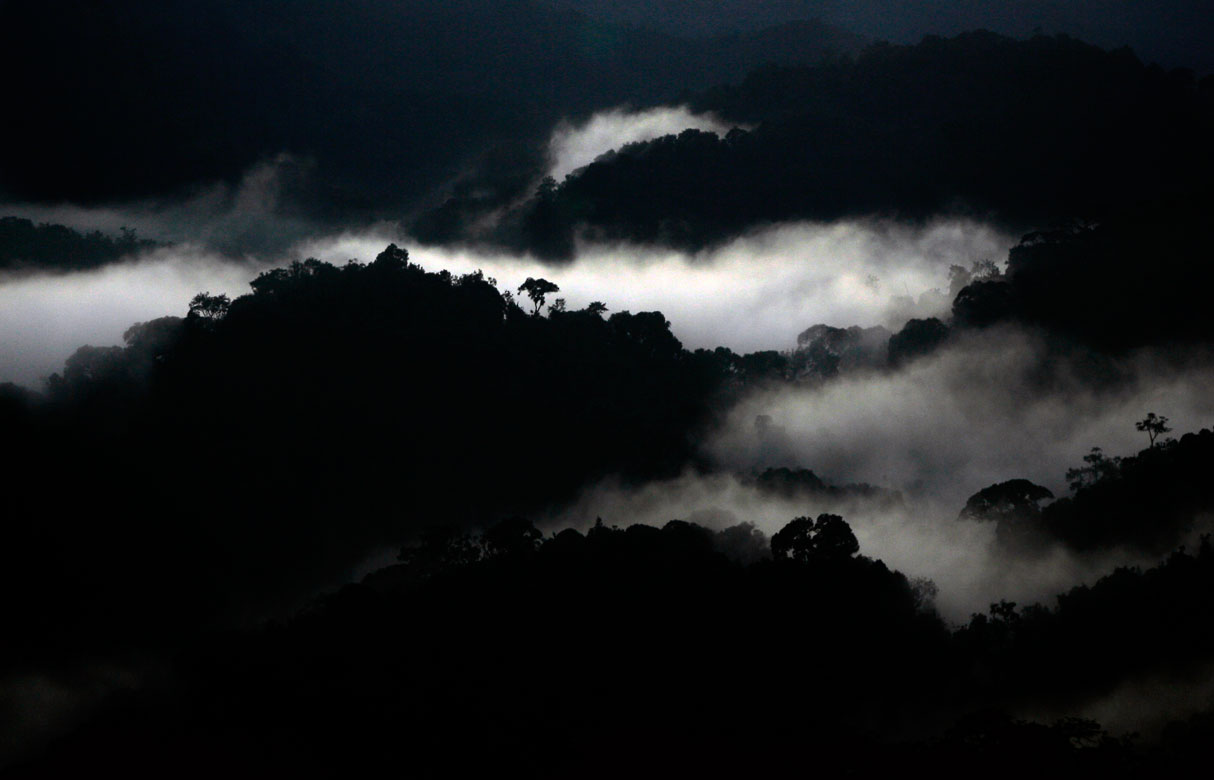 Mist settles over the Nyungwe National Forest in Rwanda.