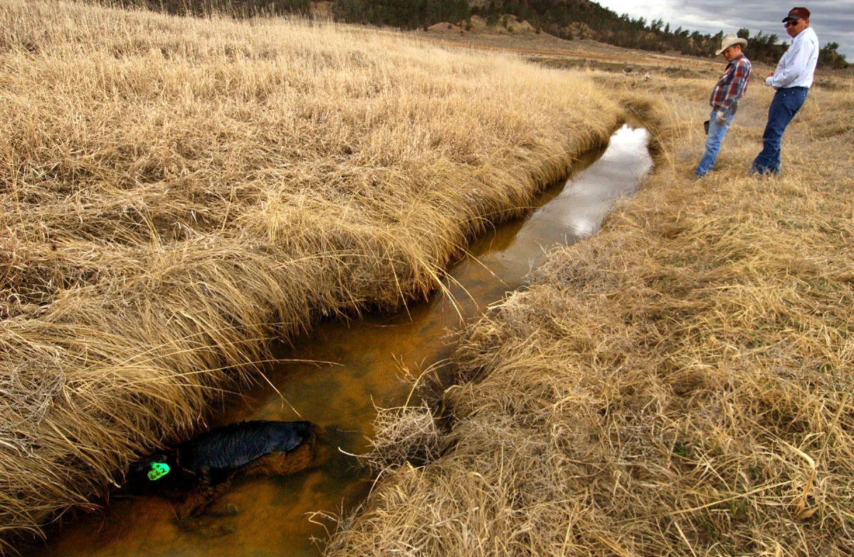  A day-old calf lies in SA Creek, after drowning the night before. Tooter Rogers, ranch owner, and Doug Masters, construction supervisor for Baker Energy (contracted by Huber,) follow the calf's last steps. This creek, which usually only has running 