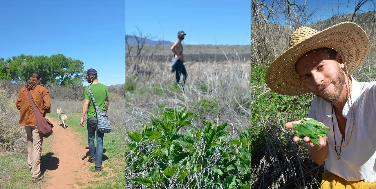 Wild harvesting Stinging Nettle in Sedona Arizona, with Illup Gravengaard . March 2015.