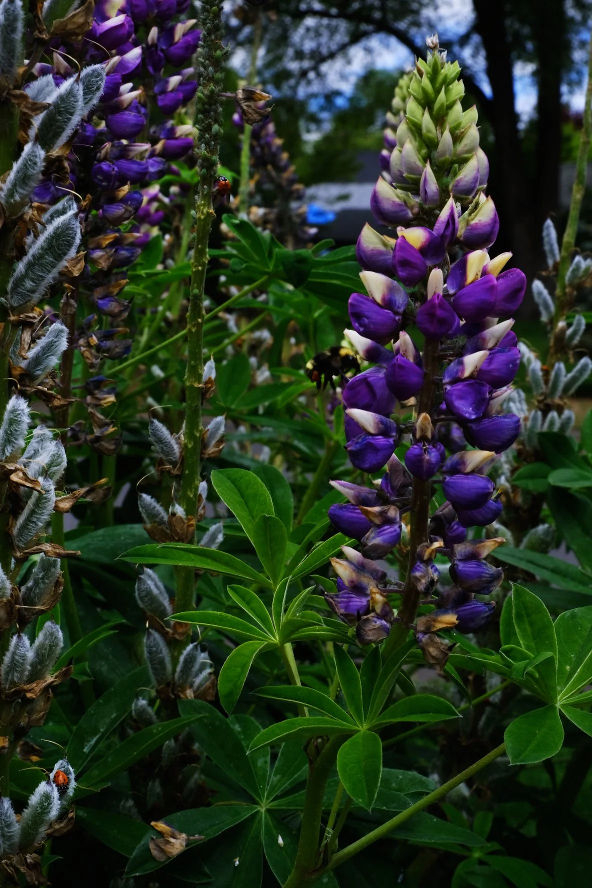 Flower-2-2026.jpg