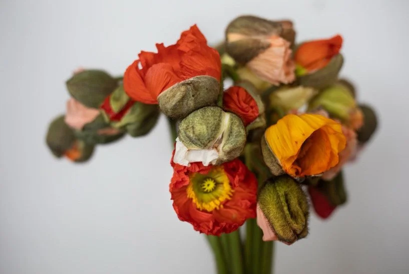 colibripoppies.JPG