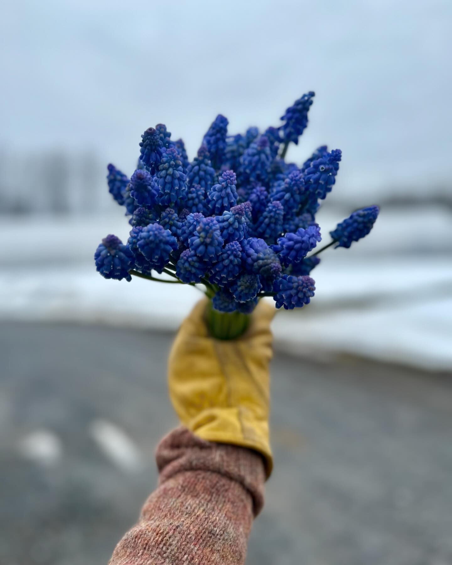 Grape Muscari smell like 🍇 $15/bunches @nightworkbread today. Also tulips @nightworkbread or Porch Pick Up all weekend or until we are sold out. And finalllyyyyy SUBSCRIPTIONS GO LIVE TODAY! Deliveries begin next week when the 🐇 is done doing their