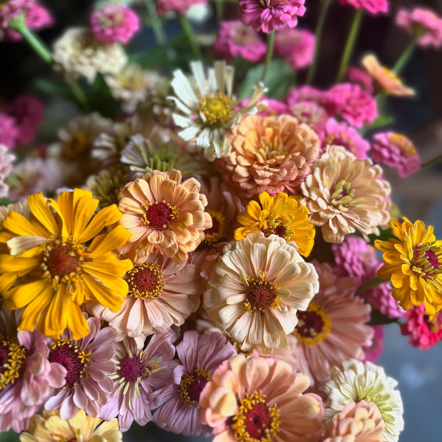 Ultimate summer flower, the humble Zinnia. Lots of @floretflower bred zinnias in blush and buff versions of the big boy, Benary Giant.. Does not disappoint. Also this week sum straight bunches of my og fave zinnia &ldquo;Oklahoma.&rdquo; This pic is 