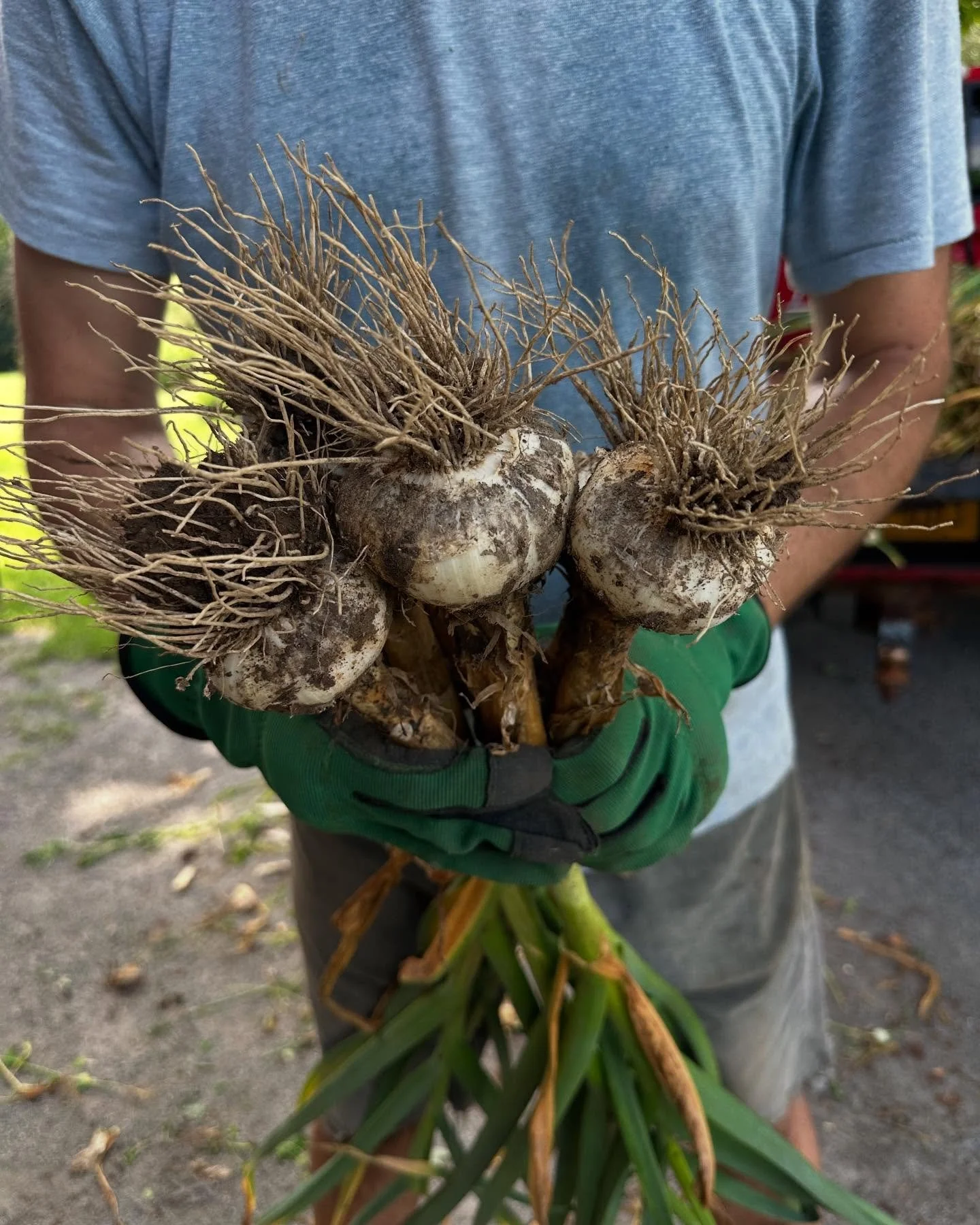 Big beautiful bulbs 🇺🇸🇺🇸🇺🇸