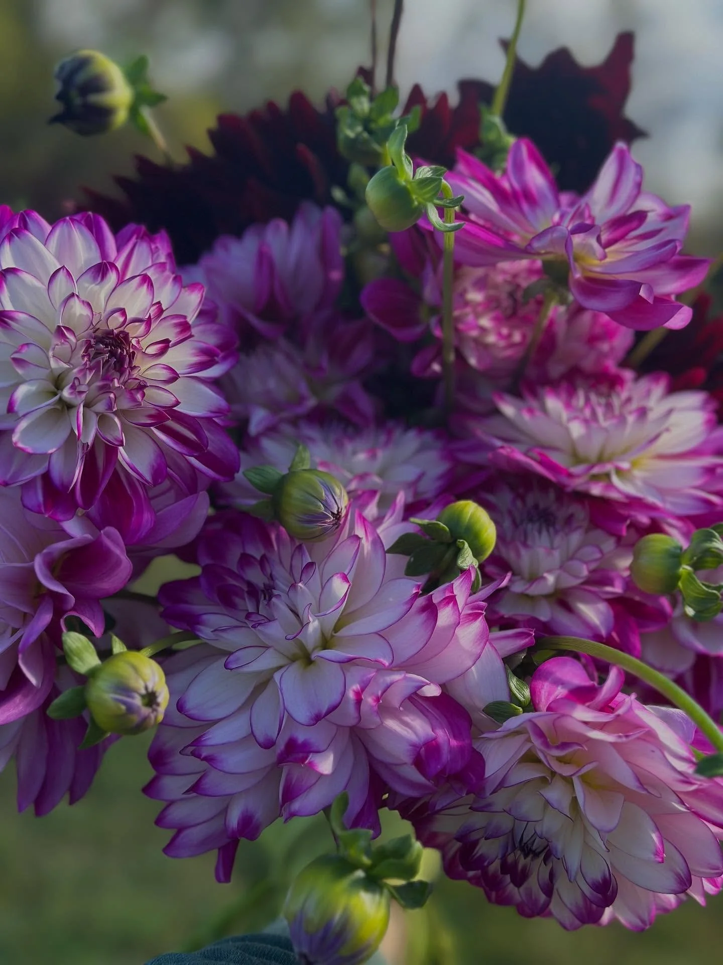 Dahlia Days 💥💥