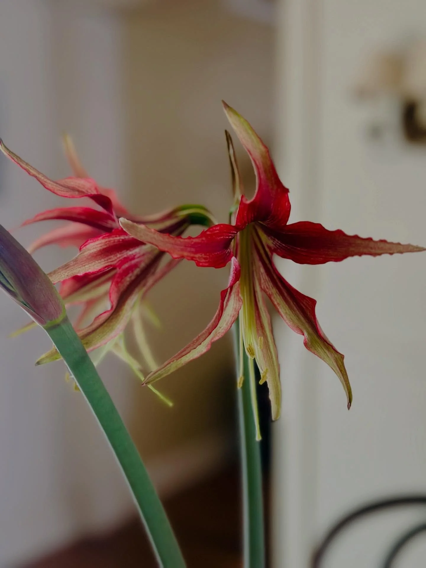 Time to move the garden indoors🏠 I’ve sourced EIGHT charming varieties of amaryllis for you and guess what! We will even ship💌 (This was one of my fav from last year ‘exotic star’ which put out 7 flowers and lasted a full month on