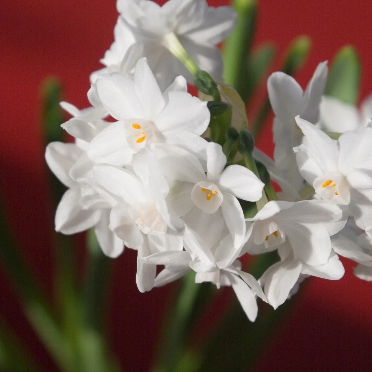Paperwhites are so inexpensive and beautiful and easy to grow inside in the wintertime ☃️ Galilea is such a pretty variety. 5/$12 in a cute Goode Farm printed bag makes a lovely teachers gift, a great activity to do with littles, quite nice on a desk