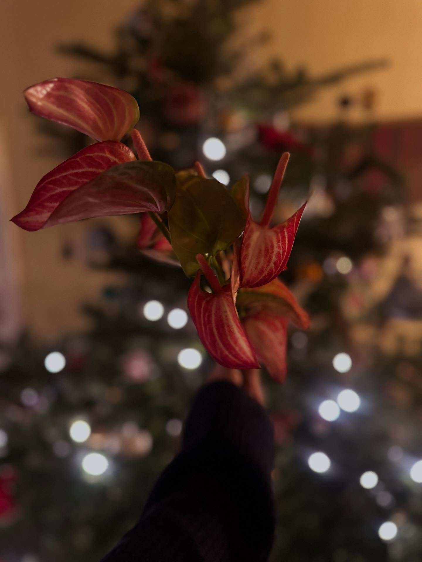 🎄🐇✨ba rump🥁