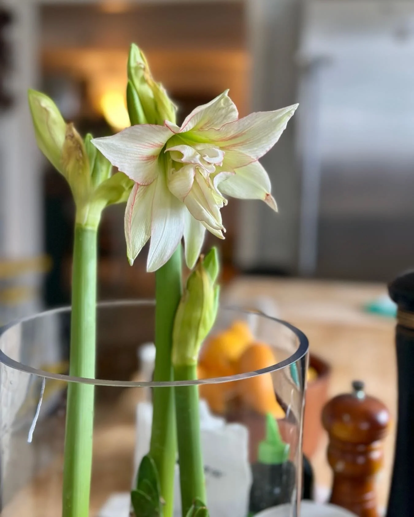 Last opportunity to buy amaryllis bulbs! Makes an incredible gift -long lasting fresh winter flowers. DM to learn more! Remaining inventory on website XO🌲🦌✨