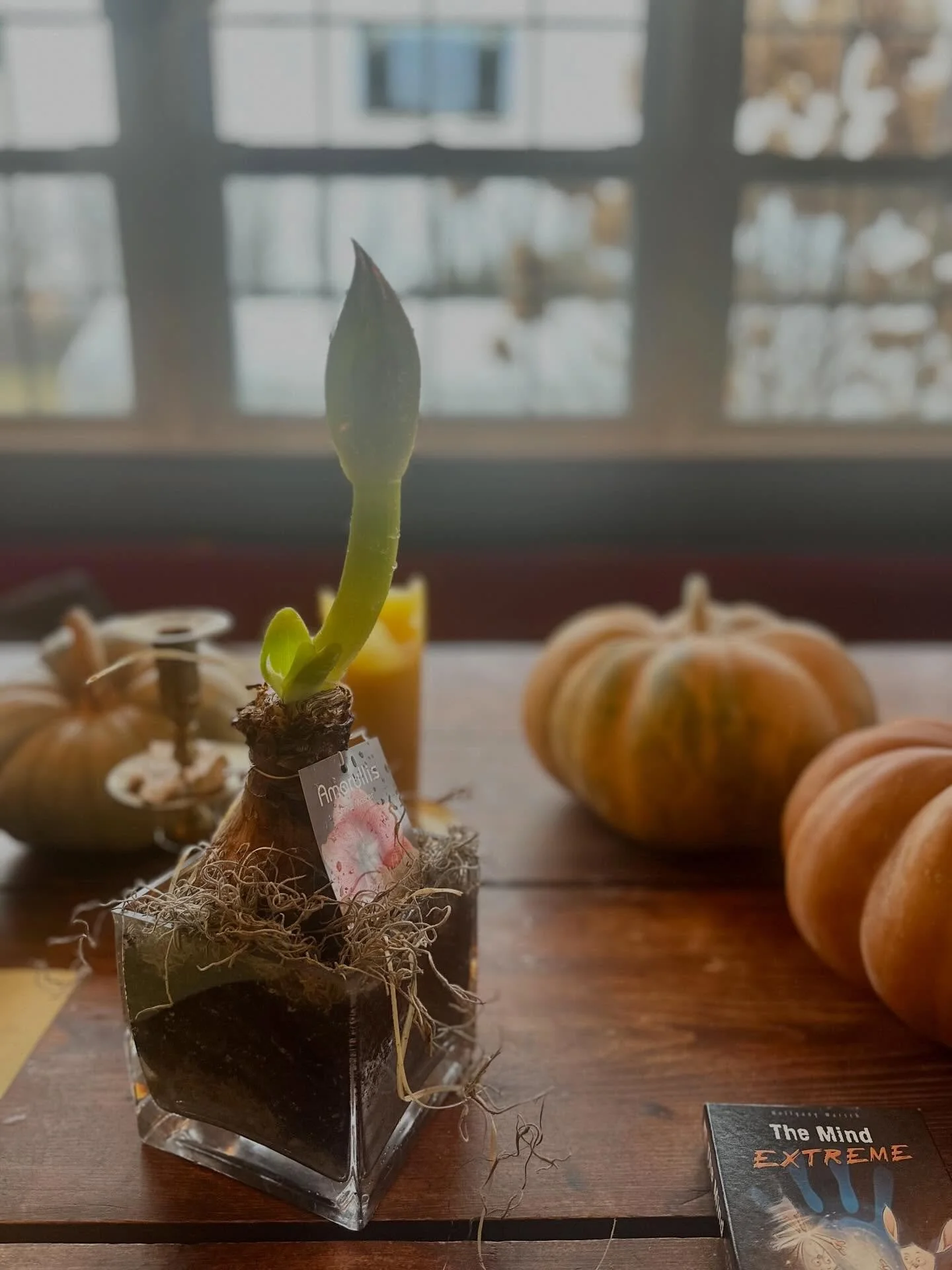 Last minute gift for a flower lover. Pick up (only) through 12/25. ✨COMMENT BELOW✨and I&rsquo;ll send you my pitch as to why this is THE PERFECT GIFT 🎁 They will be thanking you for years to come🤌🏼 ($5 off amaryllis! Auto applies at checkout -wrap