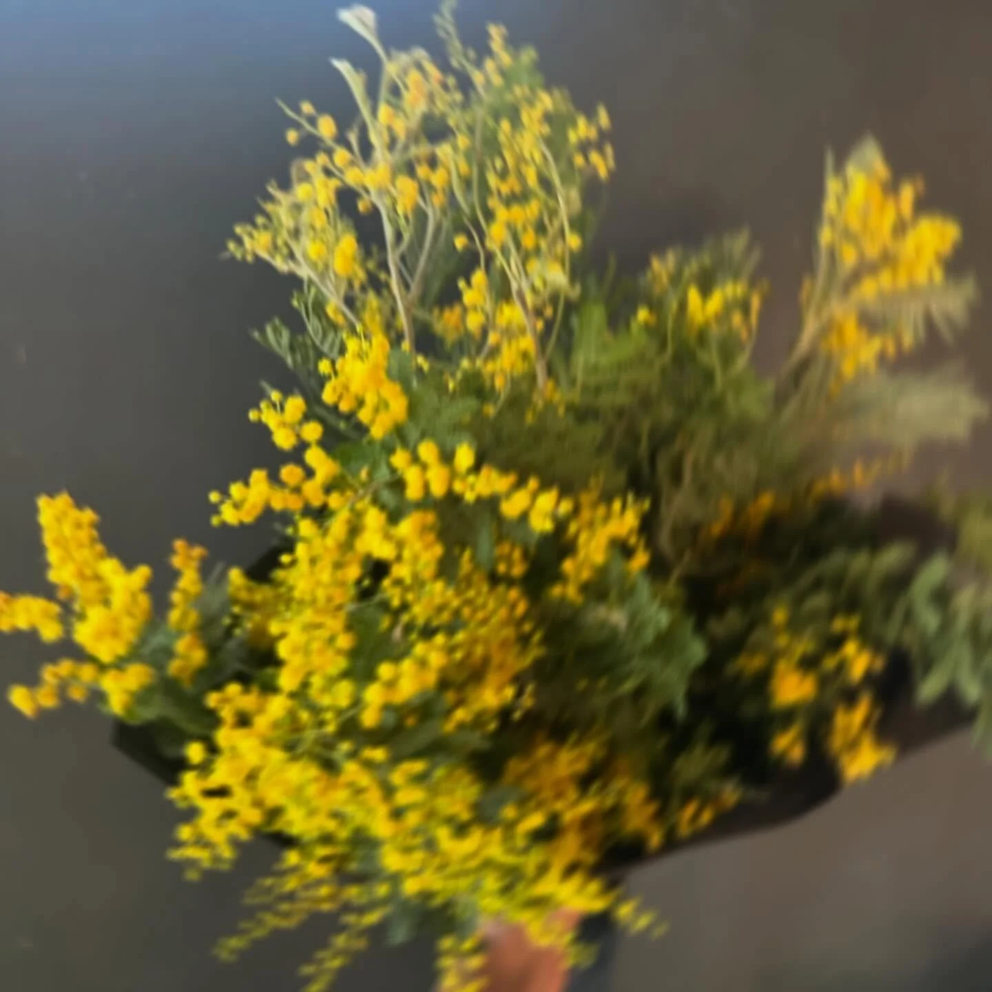 It may be Dry January but you can still have a whole bunch of MIMOSA. Sweet, honey-scented, sunny bunches of mimosa available for a very limited, very gray, dry January. 💛✨🐥🌼🐝🍯 👉 goodefarm.com