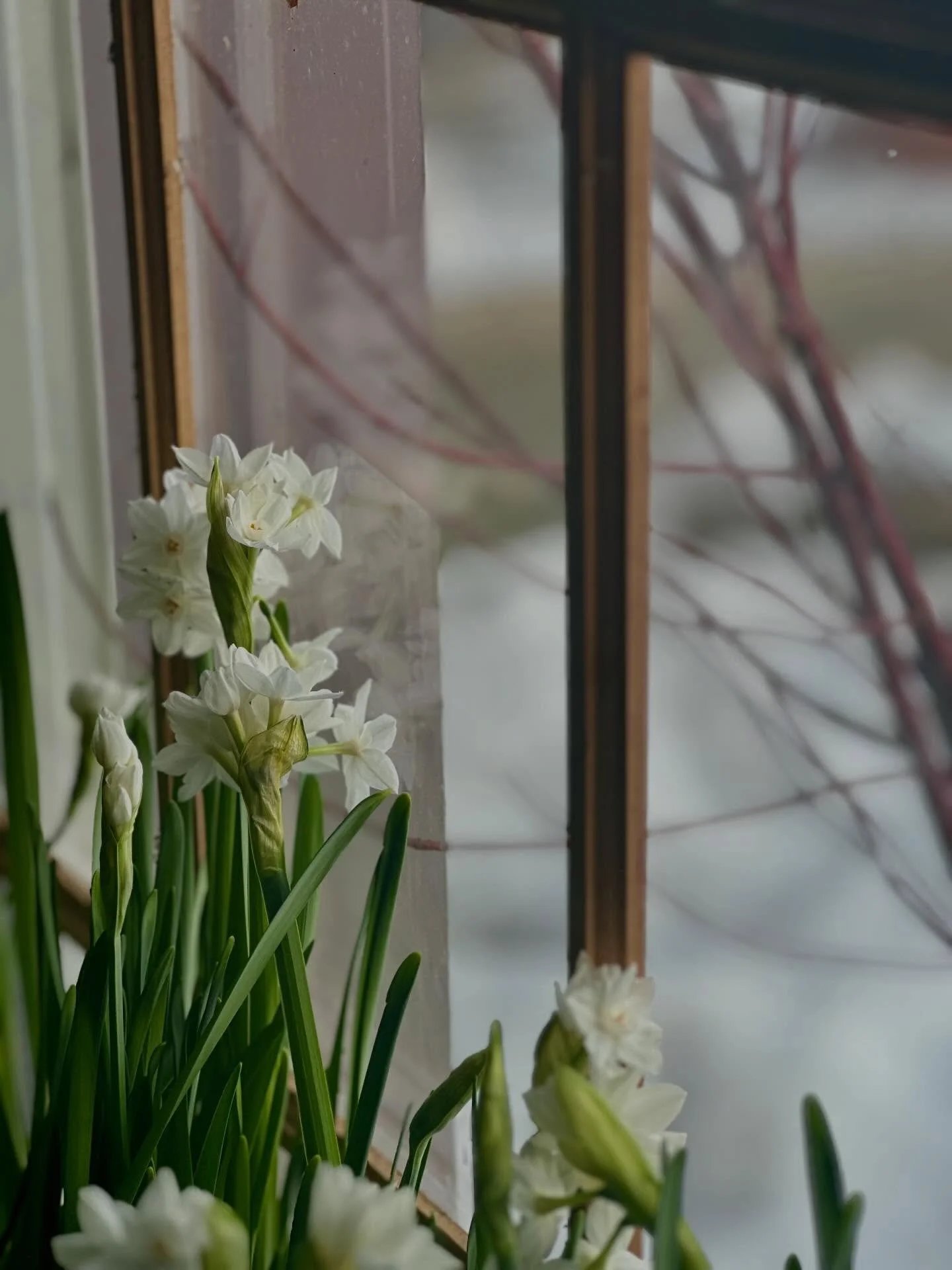 Snow day reflection 🦫❄️