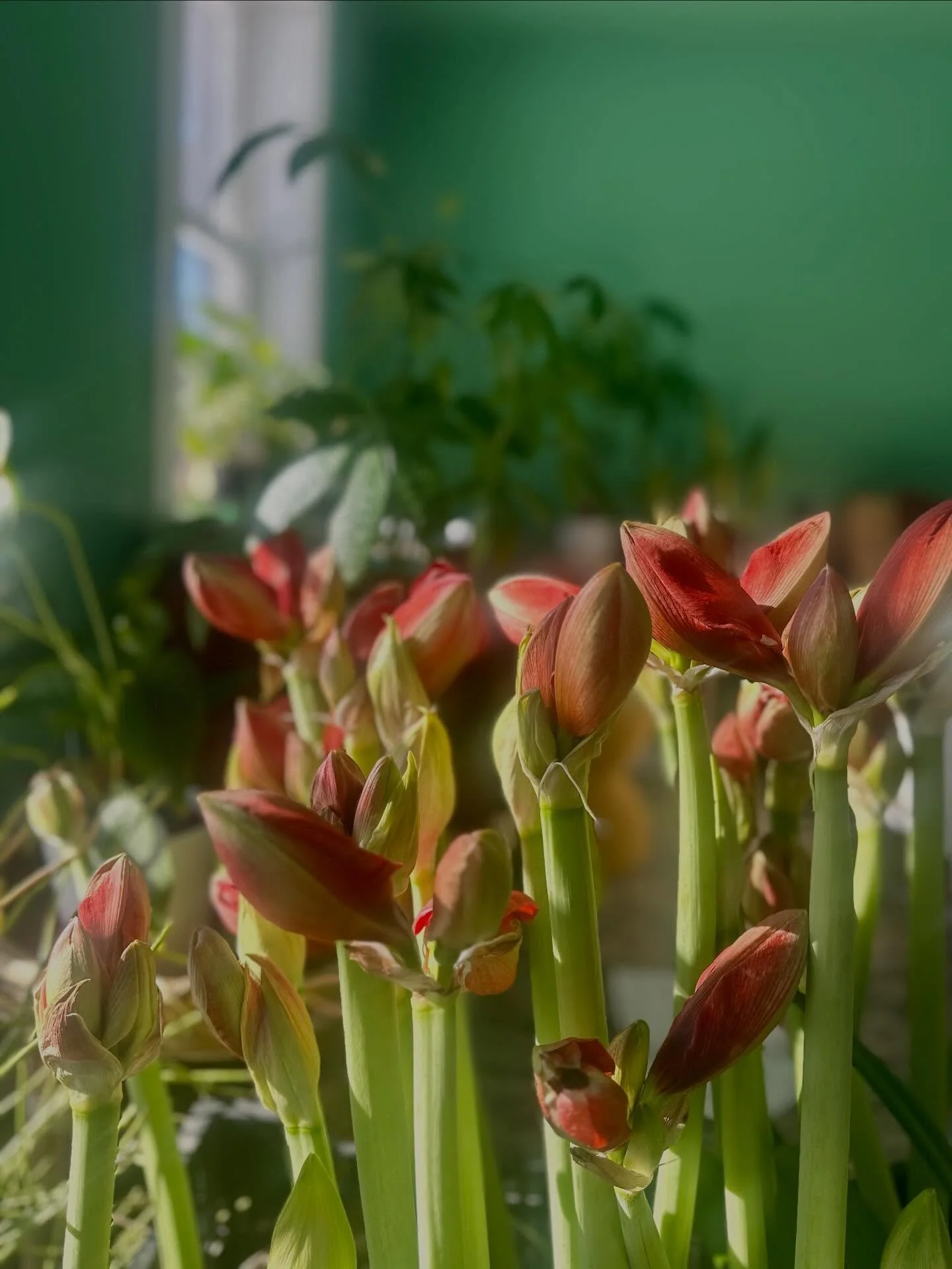 Valentines Day options are live in the webshop bla bla bla&hearts;️