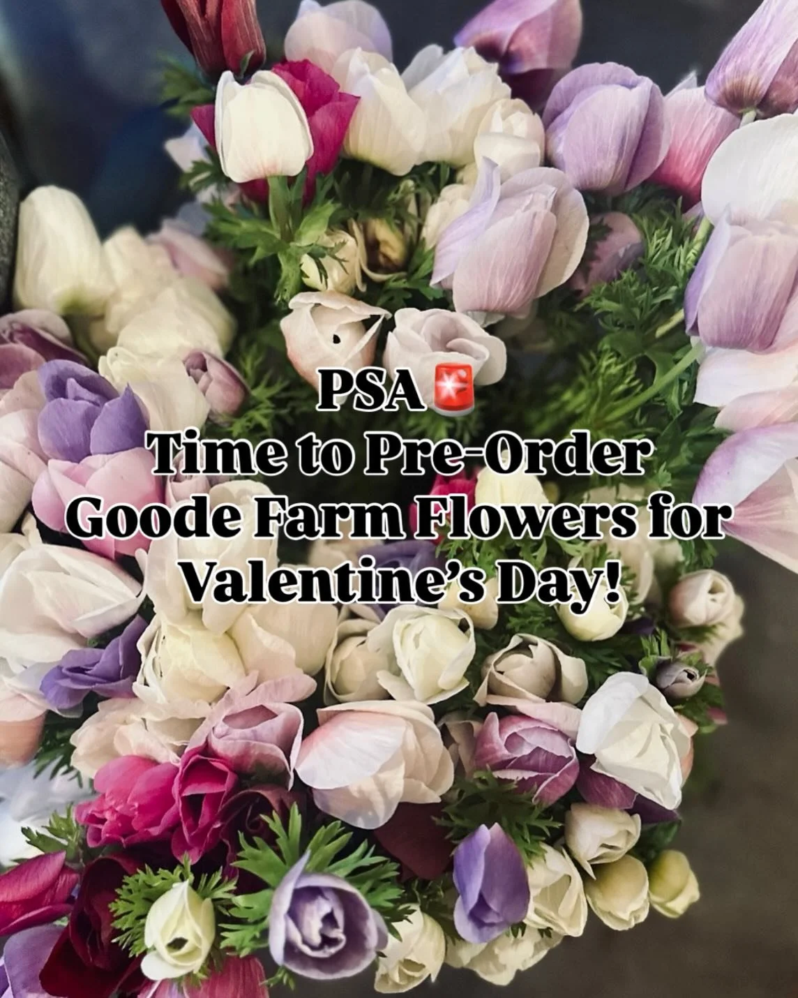 LETS GOOOOO!! 🏎️💨💨
 (Link in bio or visit goodefarm.com)