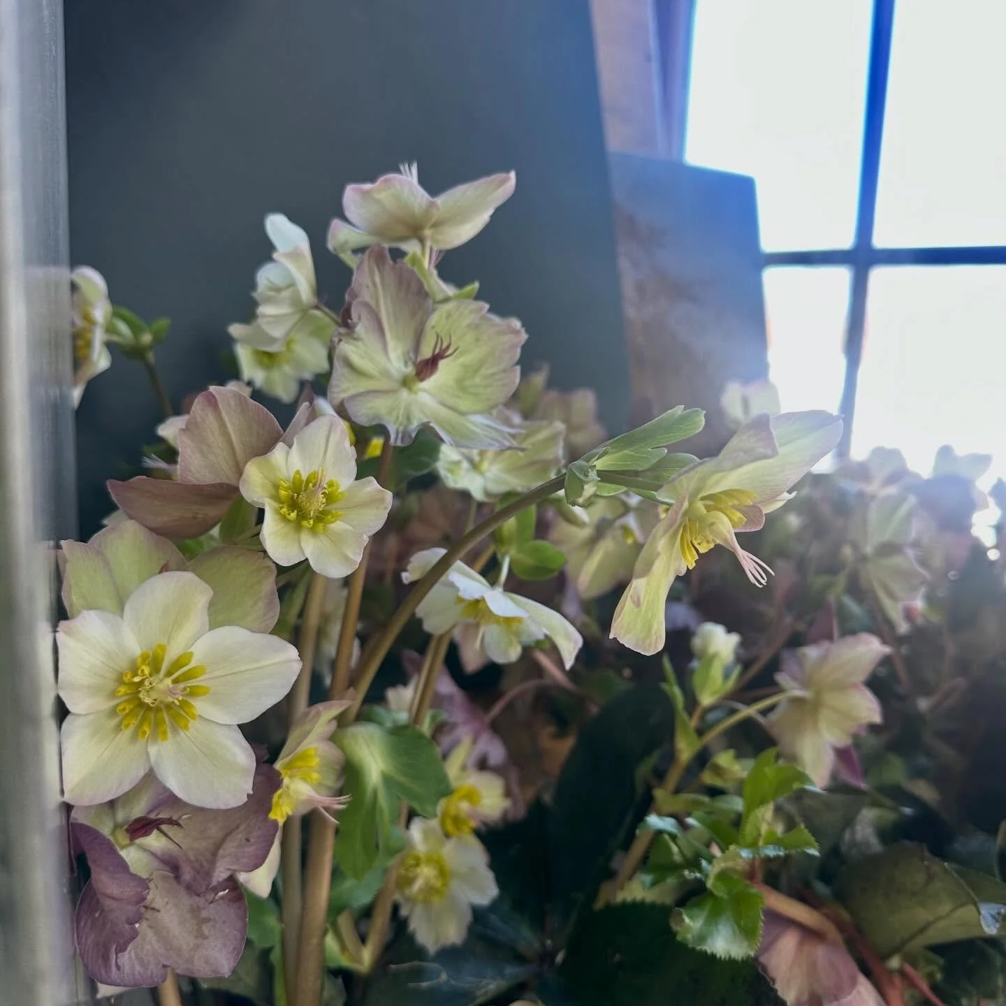 We made it to March 🦢🦢