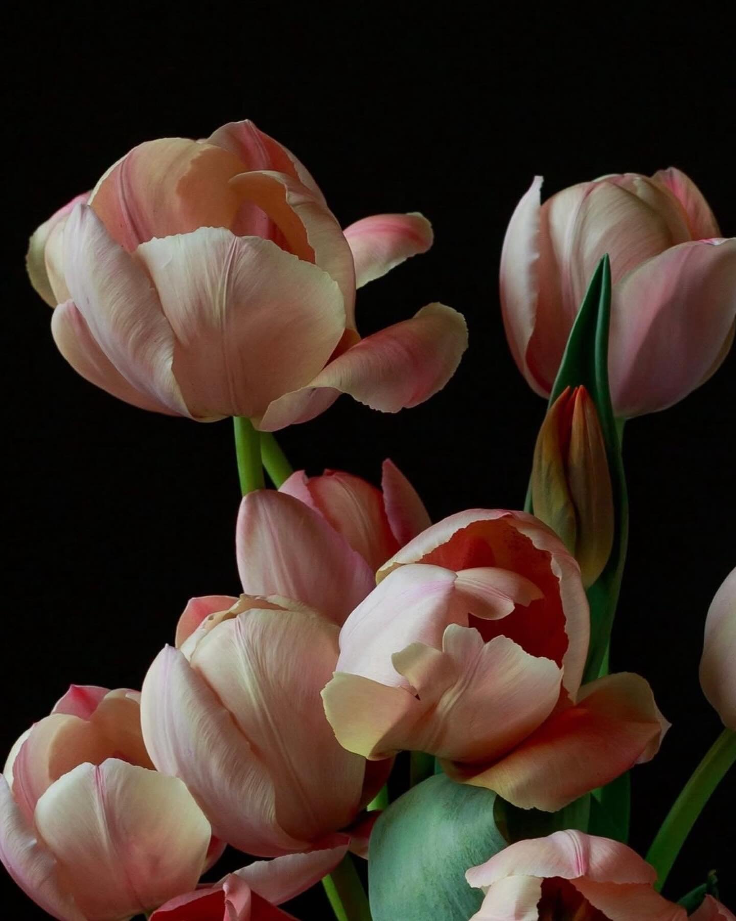 NEW MINI SUBSCRIPTION AVAILABLE! 4-weeks of early bloomers to sustain you through the heartbreaking succession of false springs&hellip;
Order at goodefarm.com
@photographsbypattie