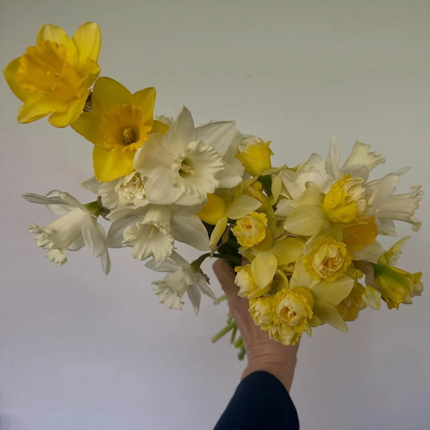 Fancy daffs! So cheerful✨