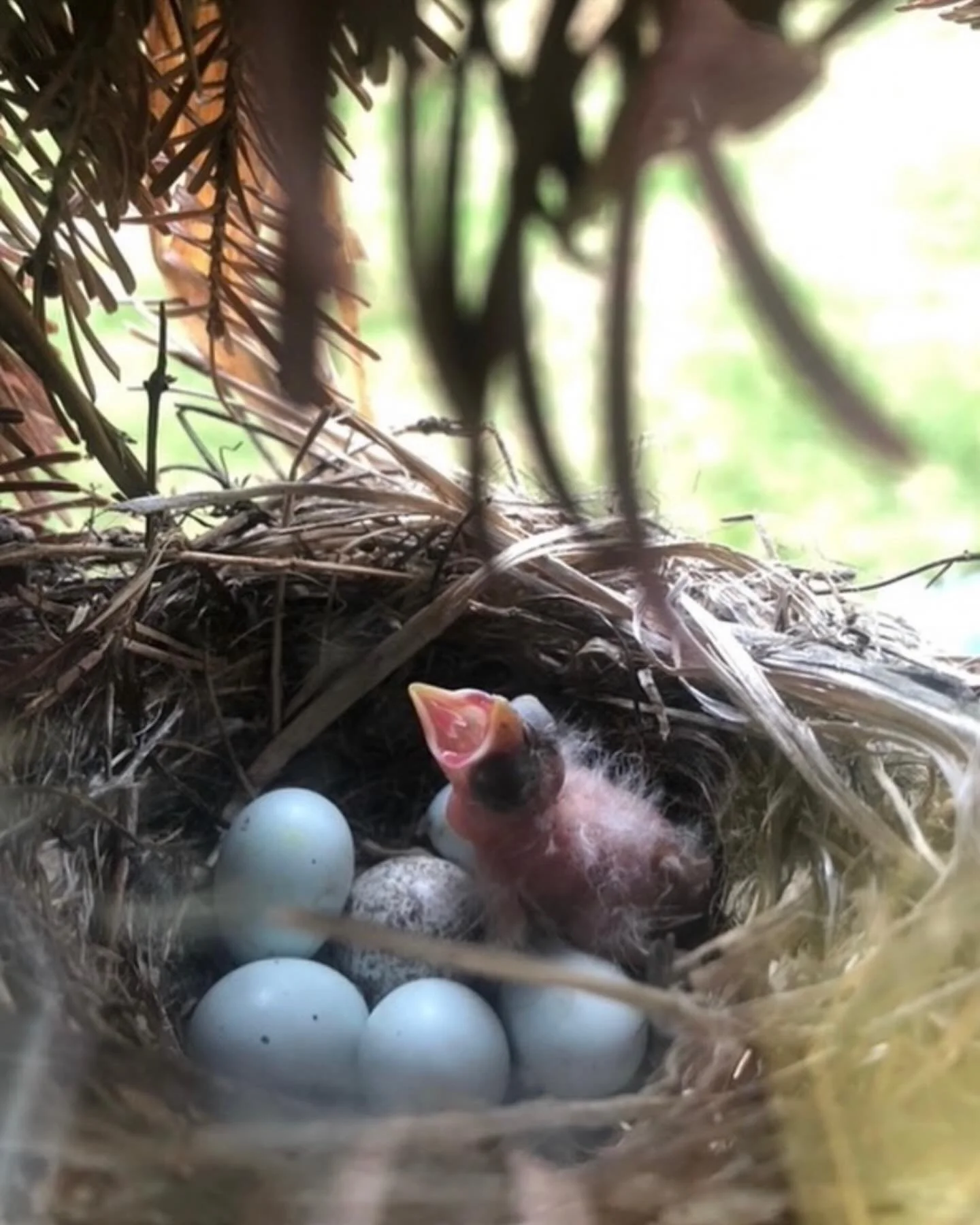 MOTHERS DAY OFFERINGS AVAILABLE NOW AT YE OLDE GOODEFARM.COM 🌱