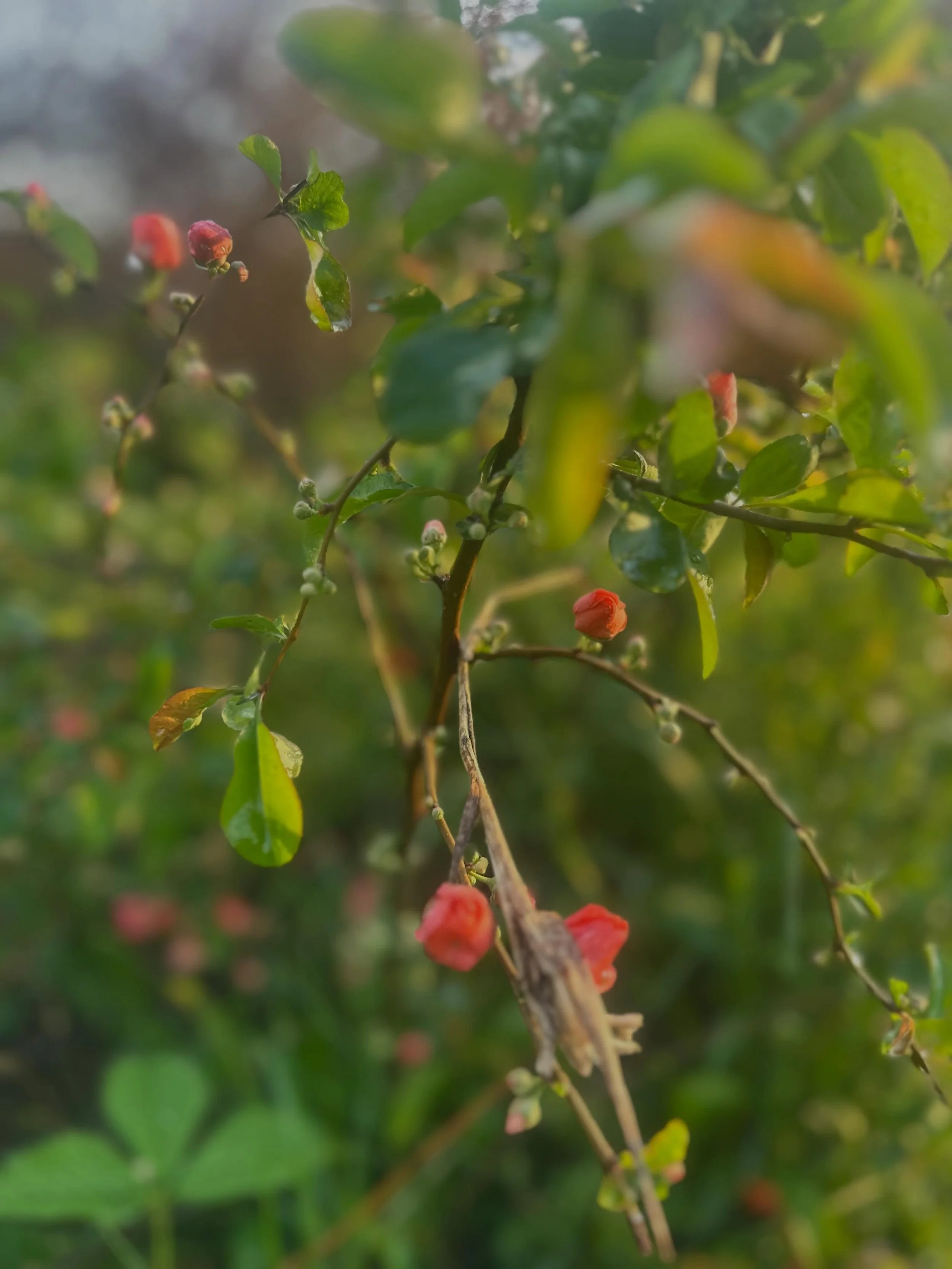 Per my recent survey, I am adding more quince, currant, dogwood and serviceberry. 😋