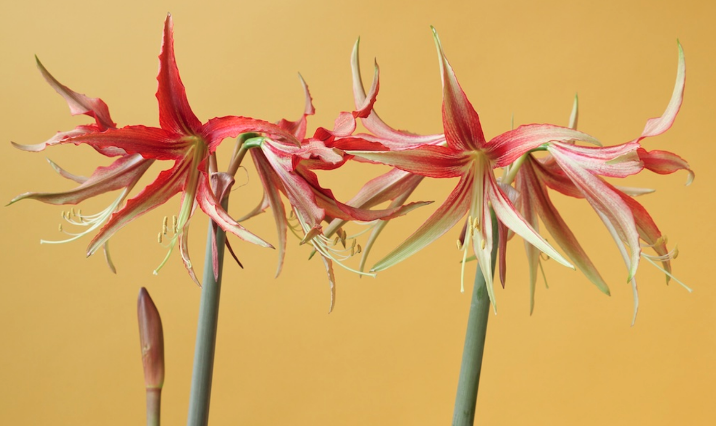 AMARYLLIS - LA PAZ