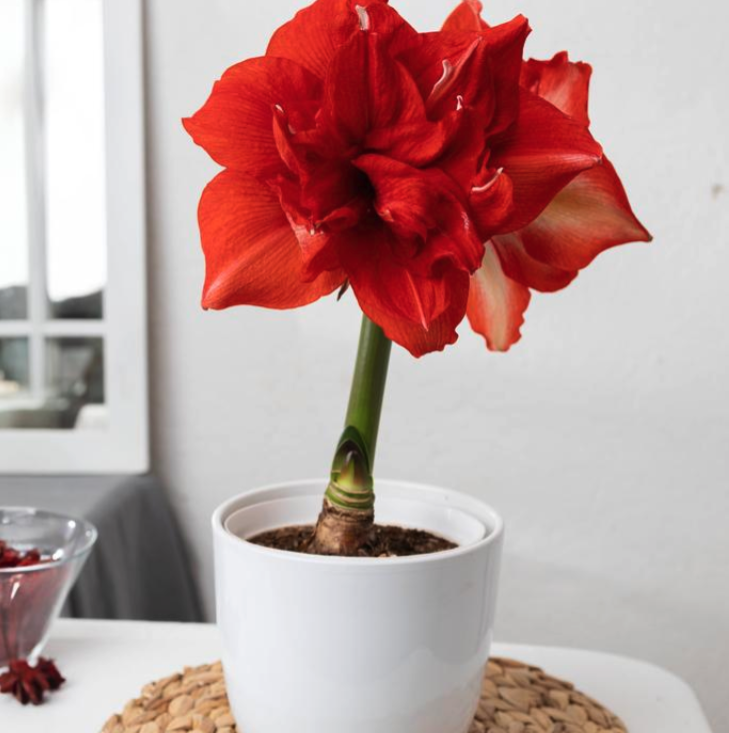 AMARYLLIS - RAGTIME
