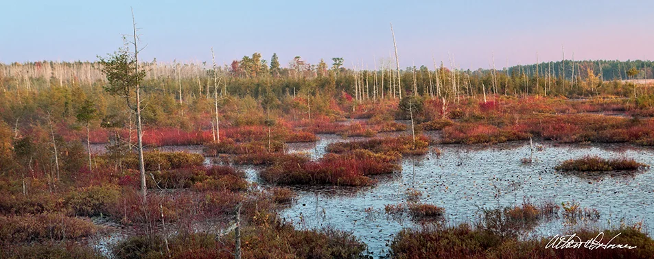 "Bog Morning" - (C)