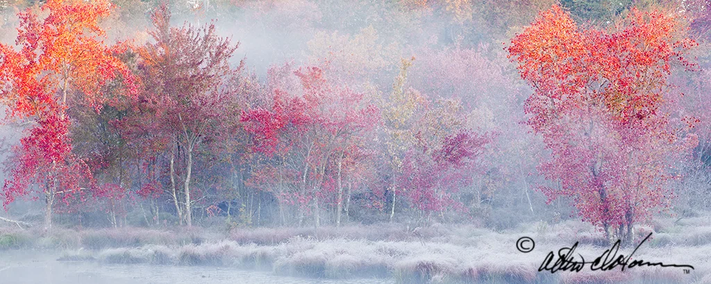 "Mullica Maples" - (C)