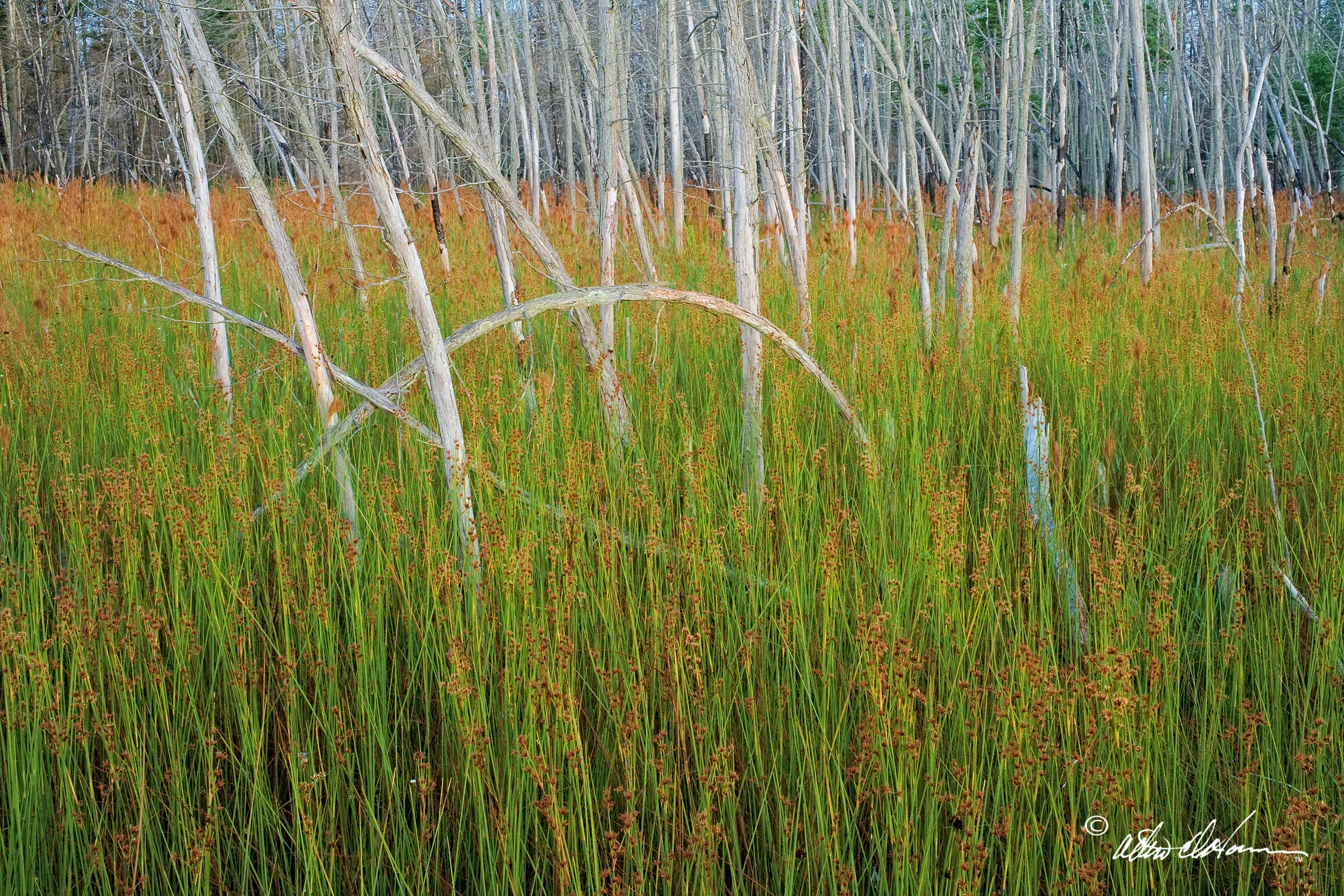 "Savana" - (A,E,F)