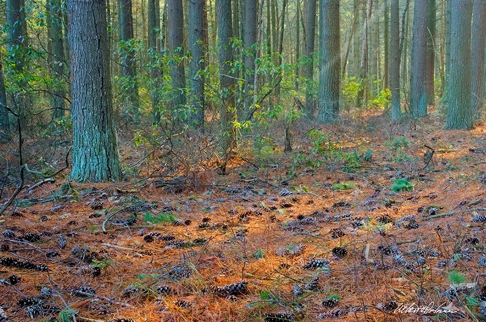 Forest-Floor - forest series - pineland imagery.jpg