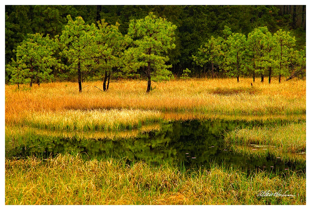 Friendship-Trees - forest series - pineland imagery.jpg