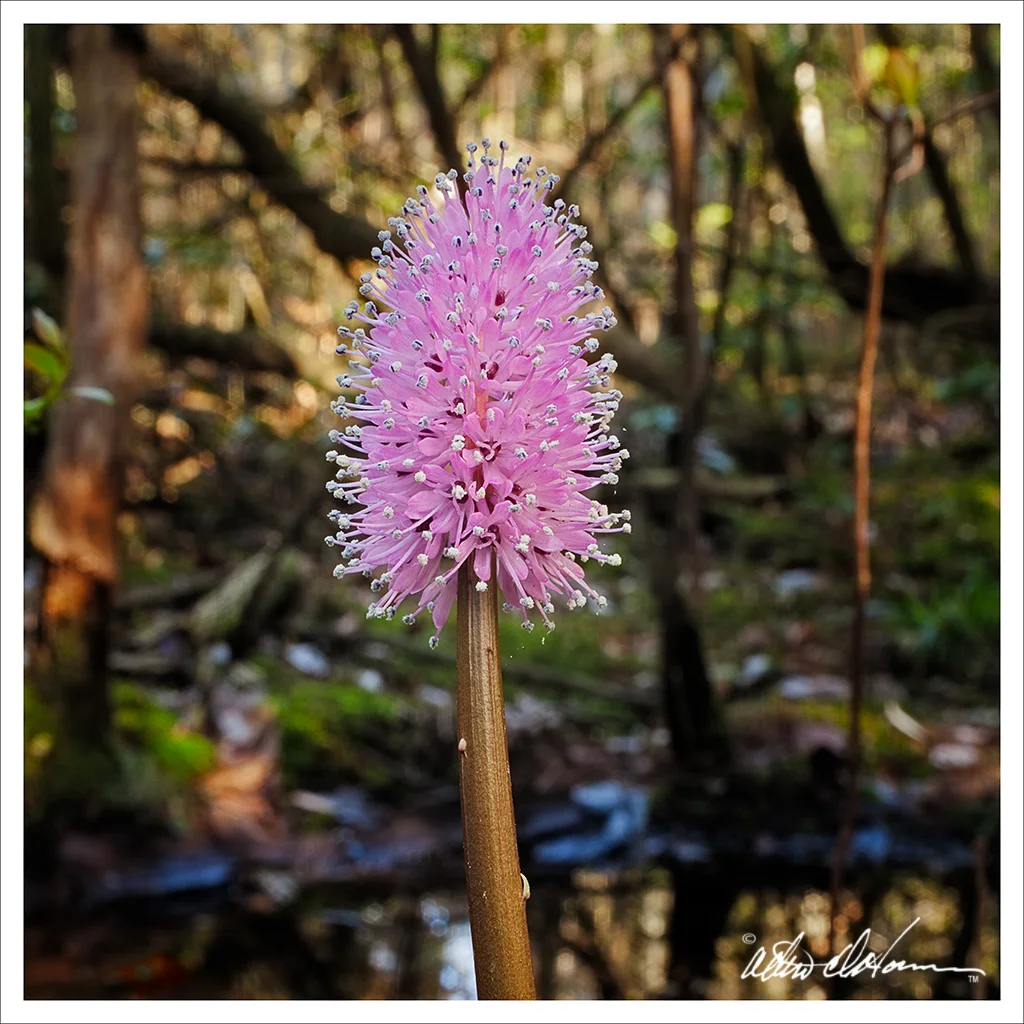 Swamp Pink- wildflower series - pineland imagery.jpg
