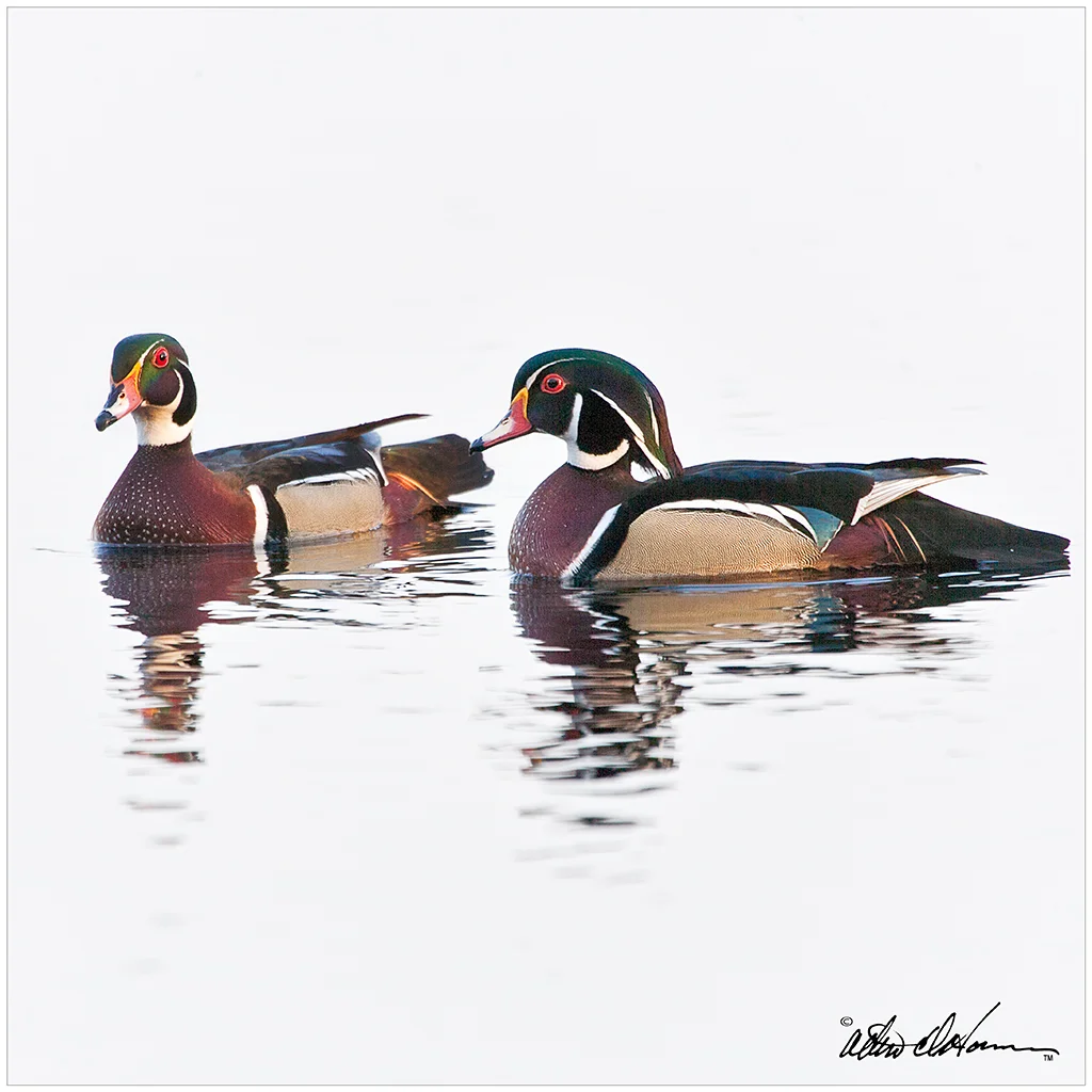 Wood-Duck-Buddies- wood ducks series - pineland imagery.jpg