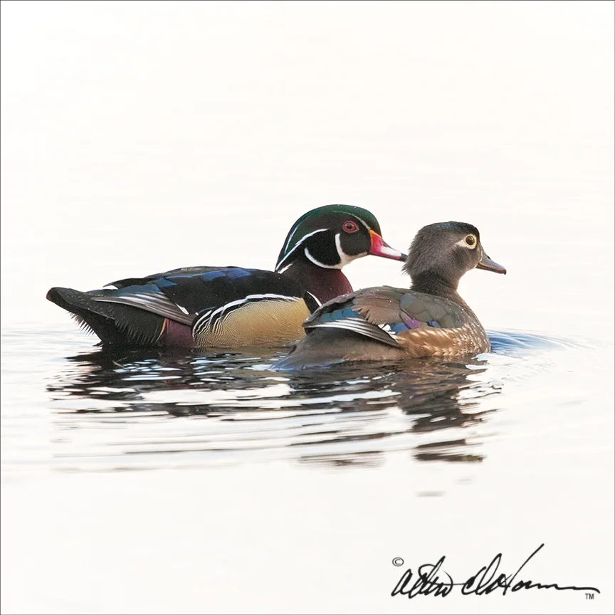 Wood-Duck-Love- wood ducks series - pineland imagery.jpg