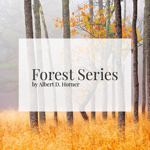 Forest-Series---Pinelands-Imagery---By-Albert-D-Horner.jpg