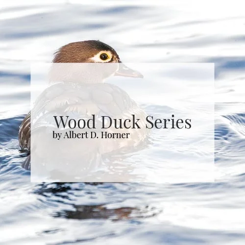 Wood-Duck-Series---Pinelands-Imagery---By-Albert-D-Horner.jpg