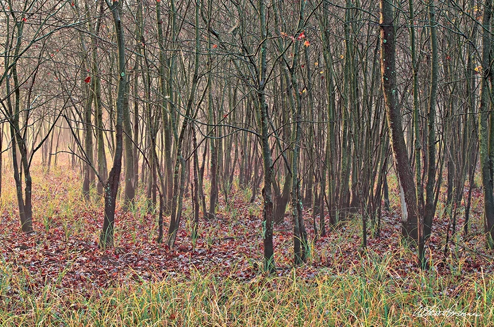 "End of Fall" - (A,E,F)