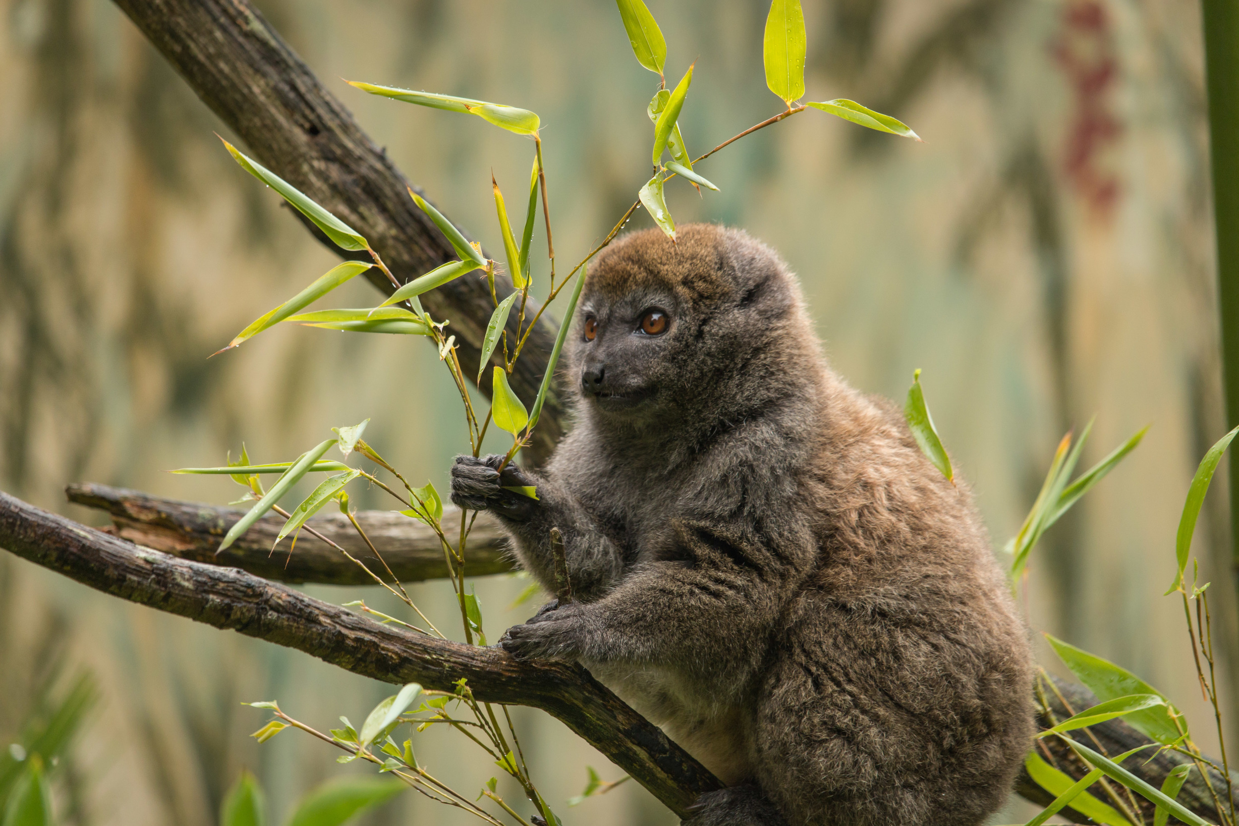 2014.08.27_Jersey_Zoo_107.jpg