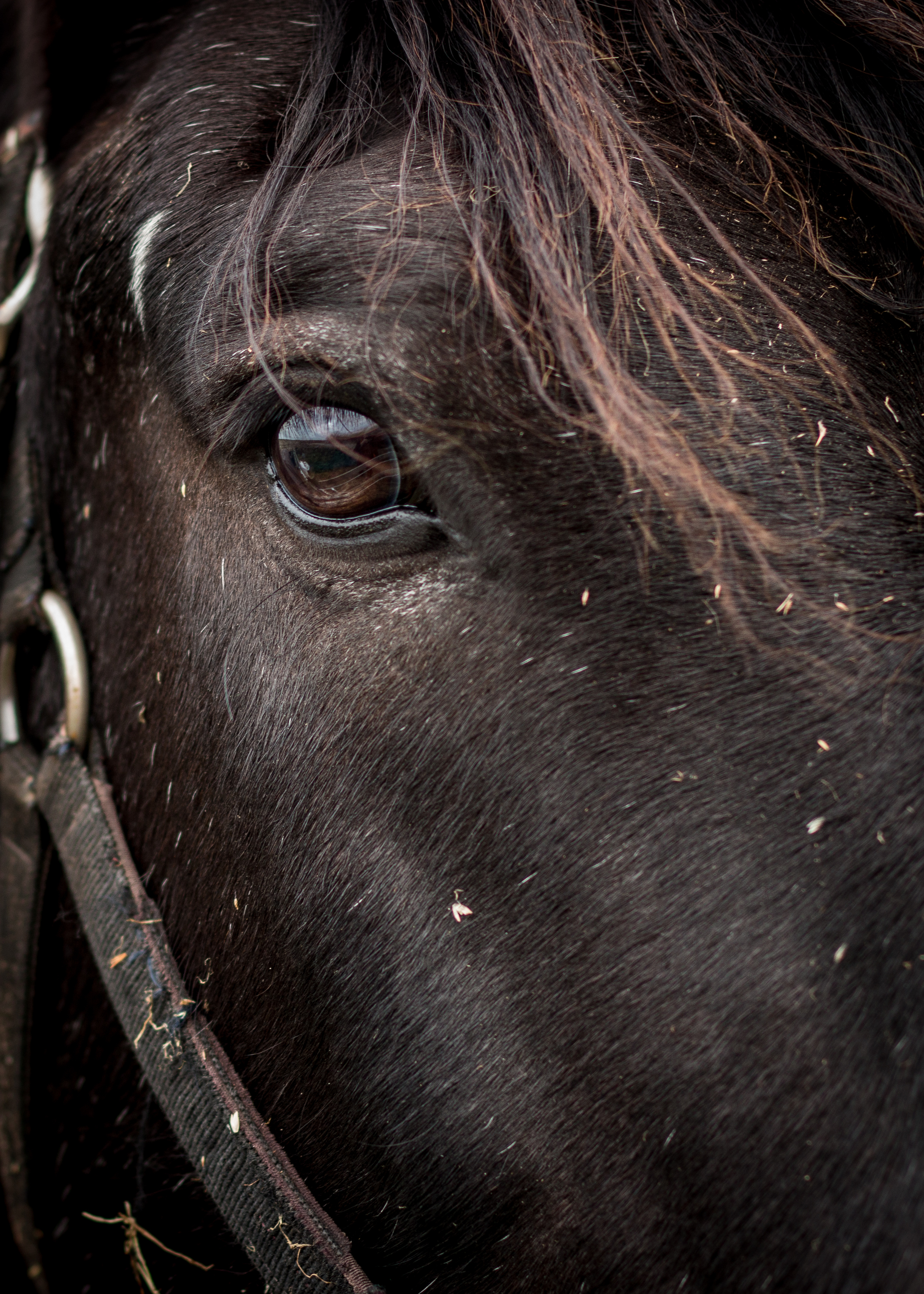 2015.01.27_Horses_053.jpg